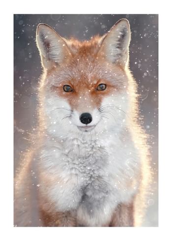 Poster Red Fox