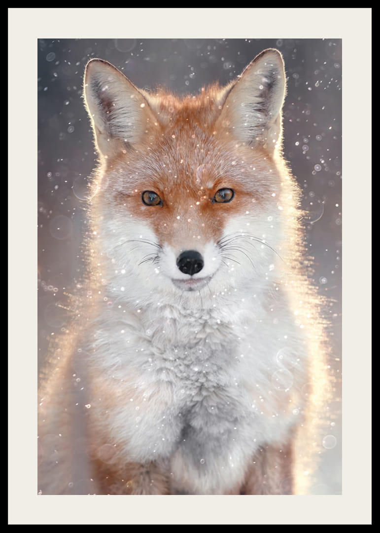 Fox close-up with frosty fur and snowfall, neutral background-12