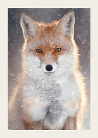 Fox close-up with frosty fur and snowfall, neutral background-3