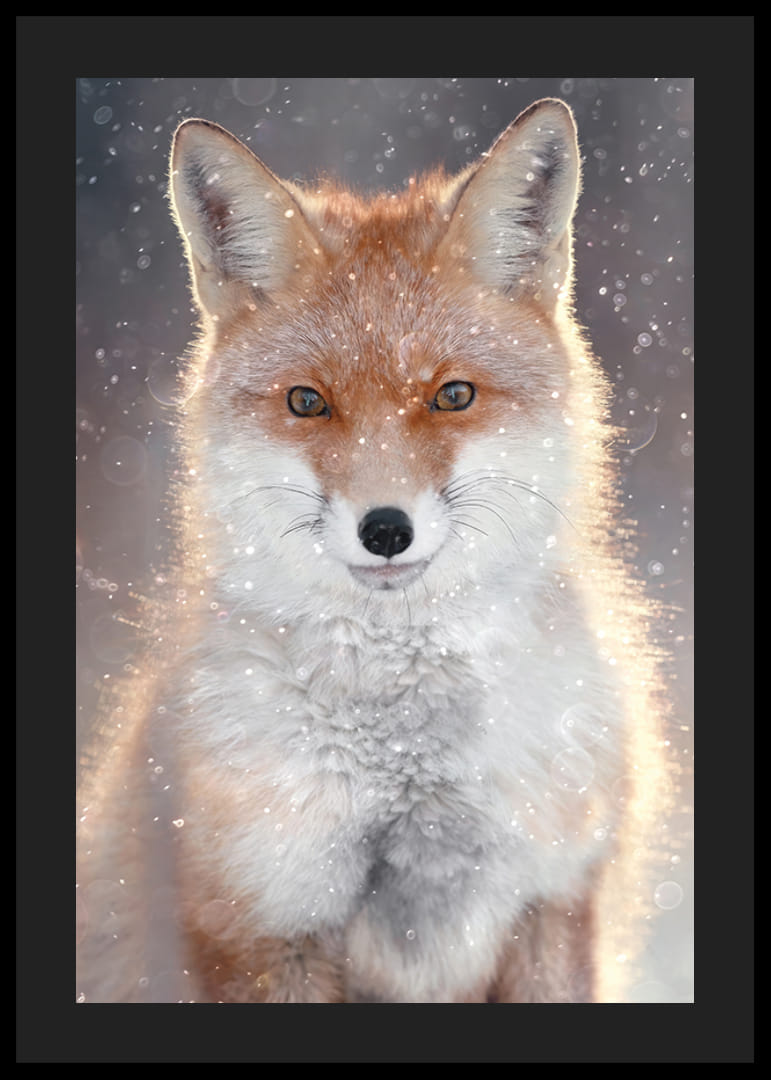 Fox close-up with frosty fur and snowfall, neutral background-12
