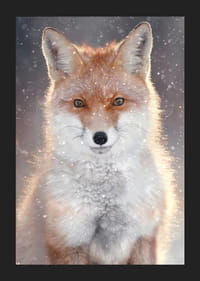 Fox close-up with frosty fur and snowfall, neutral background-5
