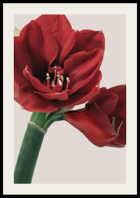 Close-up of red amaryllis with detailed stamens against light background-2