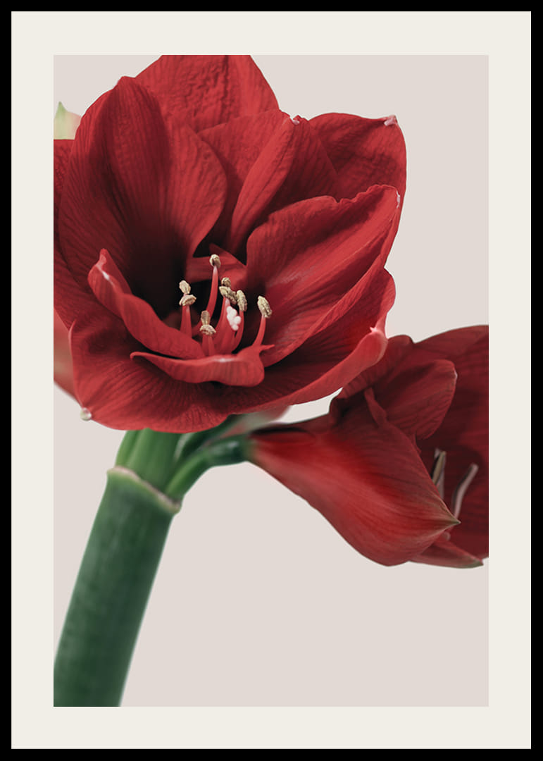 Close-up of red amaryllis with detailed stamens against light background-12