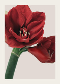 Close-up of red amaryllis with detailed stamens against light background-3