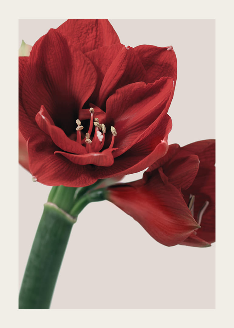 Close-up of red amaryllis with detailed stamens against light background-12