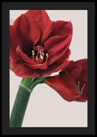Close-up of red amaryllis with detailed stamens against light background-4