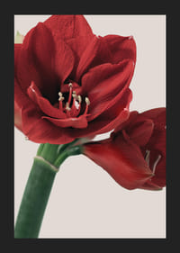 Close-up of red amaryllis with detailed stamens against light background-5