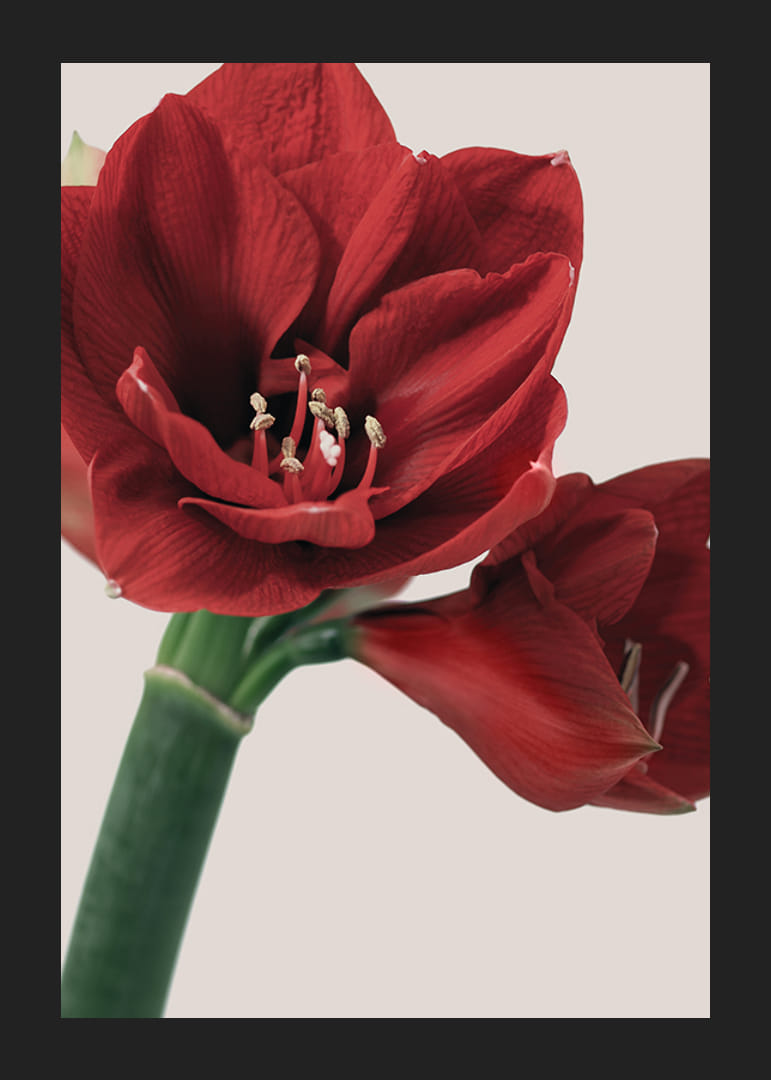 Close-up of red amaryllis with detailed stamens against light background-12