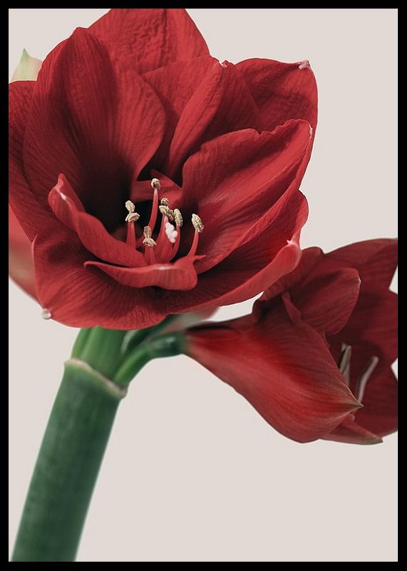 Red Amaryllis-12
