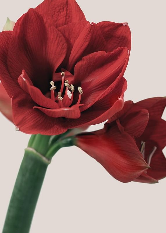 Red Amaryllis-12