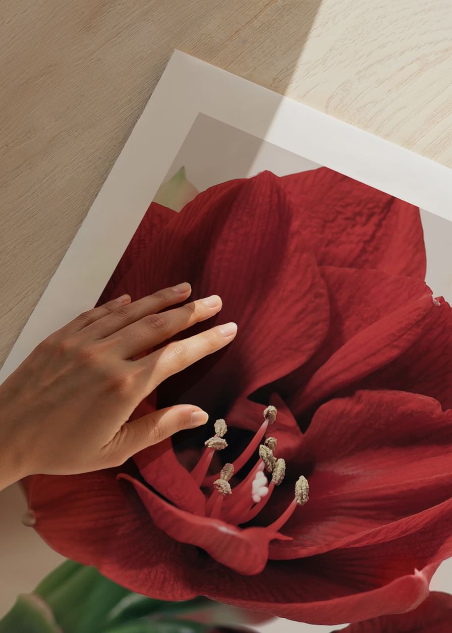 Red Amaryllis-12