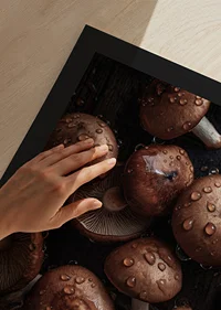 Photographic close-up of brown mushrooms with water drops-9