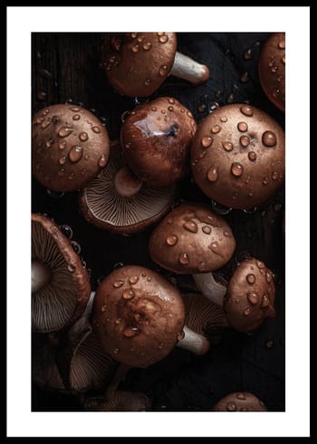 Poster Mushrooms No2