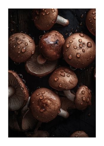 Plakat Mushrooms No2