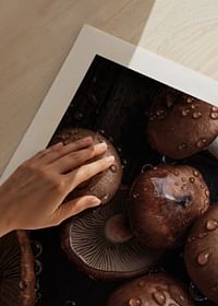 Mushrooms No2-5