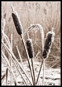 Photograph of frost-covered down against blurred background-6