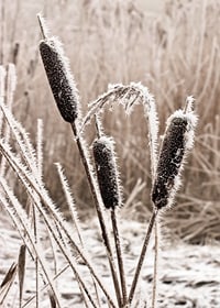 Photograph of frost-covered down against blurred background-7