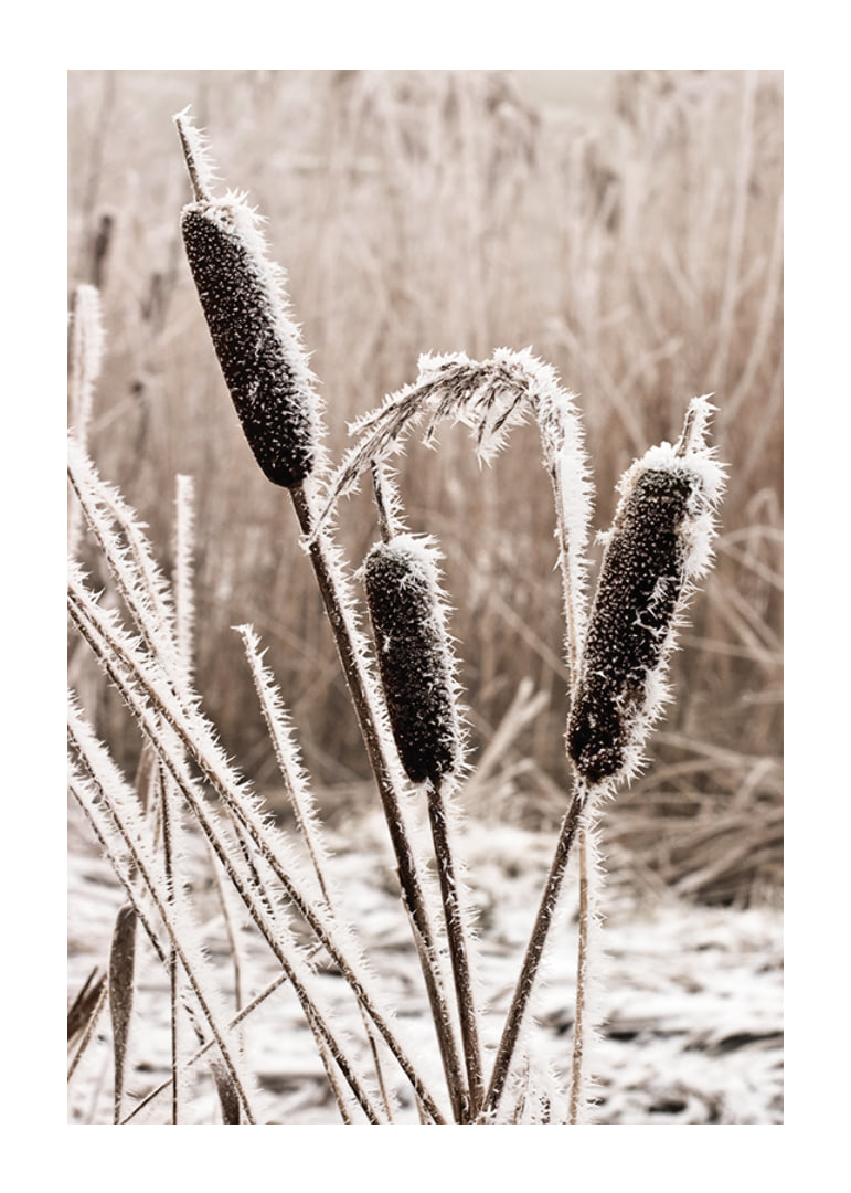 Photograph of frost-covered down against blurred background-12