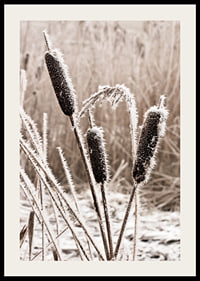 Photograph of frost-covered down against blurred background-2
