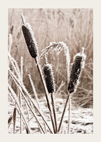 Photograph of frost-covered down against blurred background-3