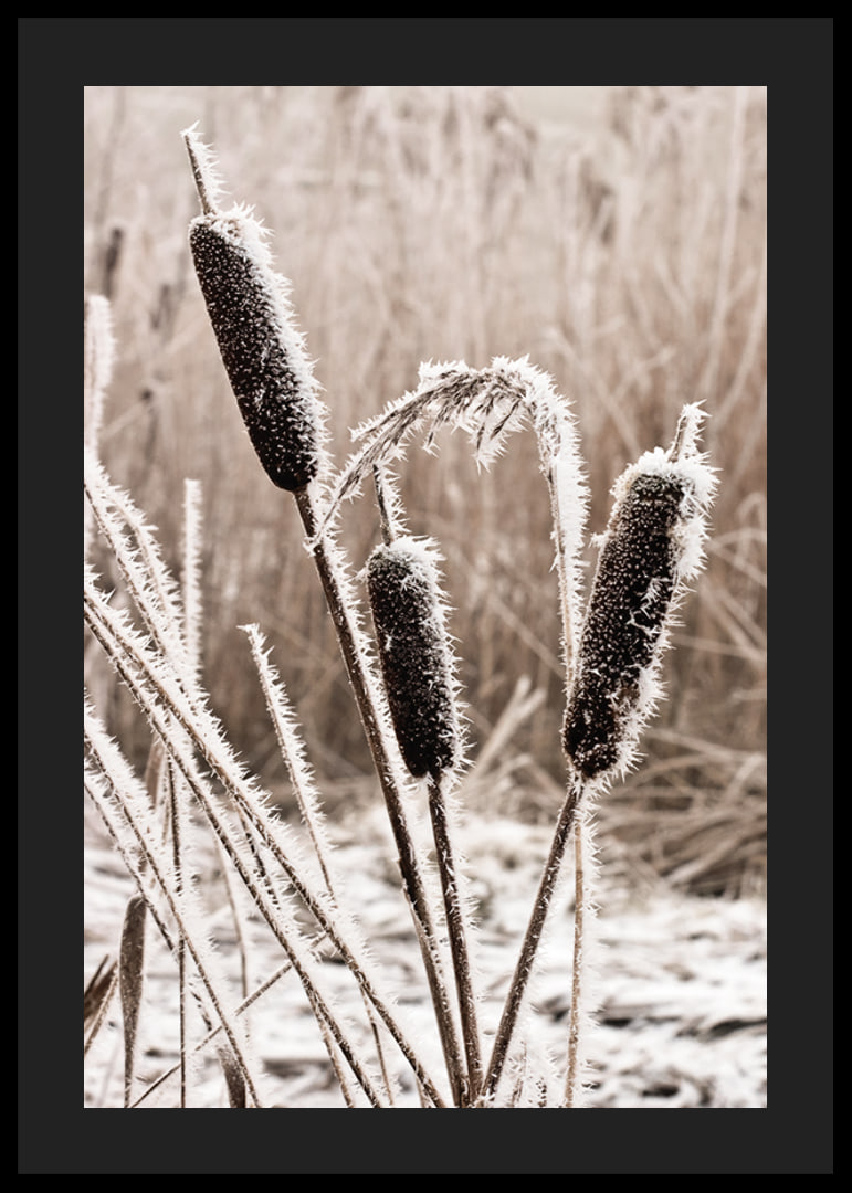 Photograph of frost-covered down against blurred background-12