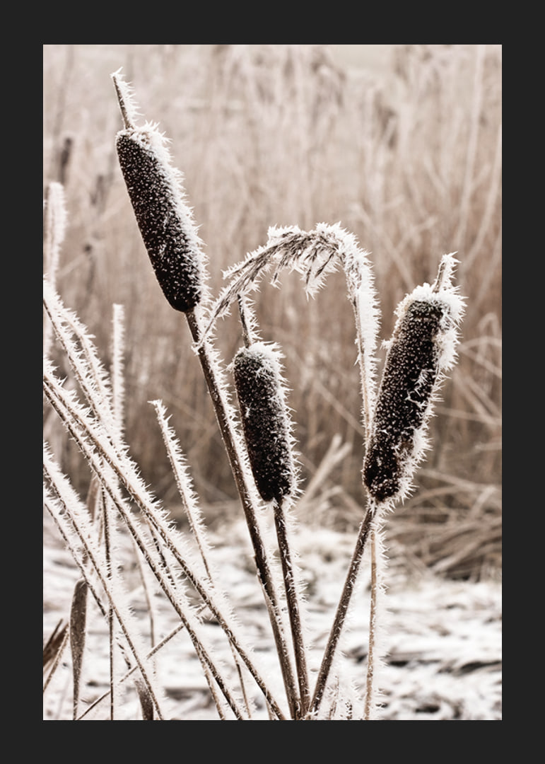 Photograph of frost-covered down against blurred background-12