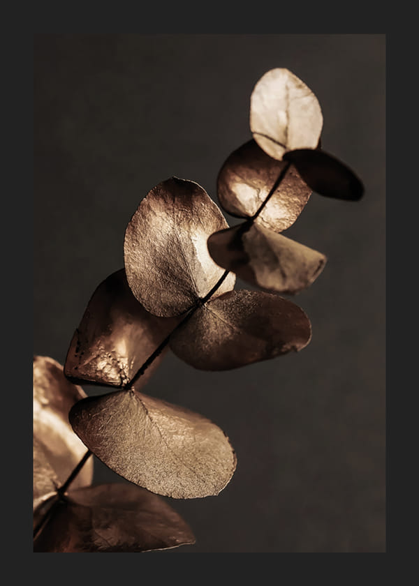 Poster Eucalyptus Gold & Brown