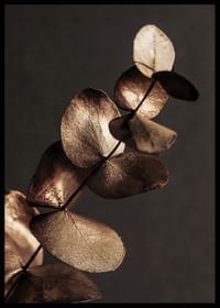 Eucalyptus Gold & Brown-2