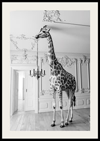 Black and white photograph of a giraffe in an elegant living room-2