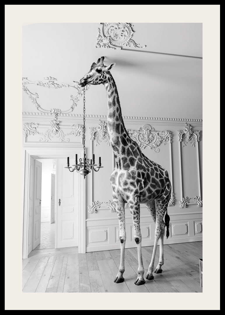 Black and white photograph of a giraffe in an elegant living room-12