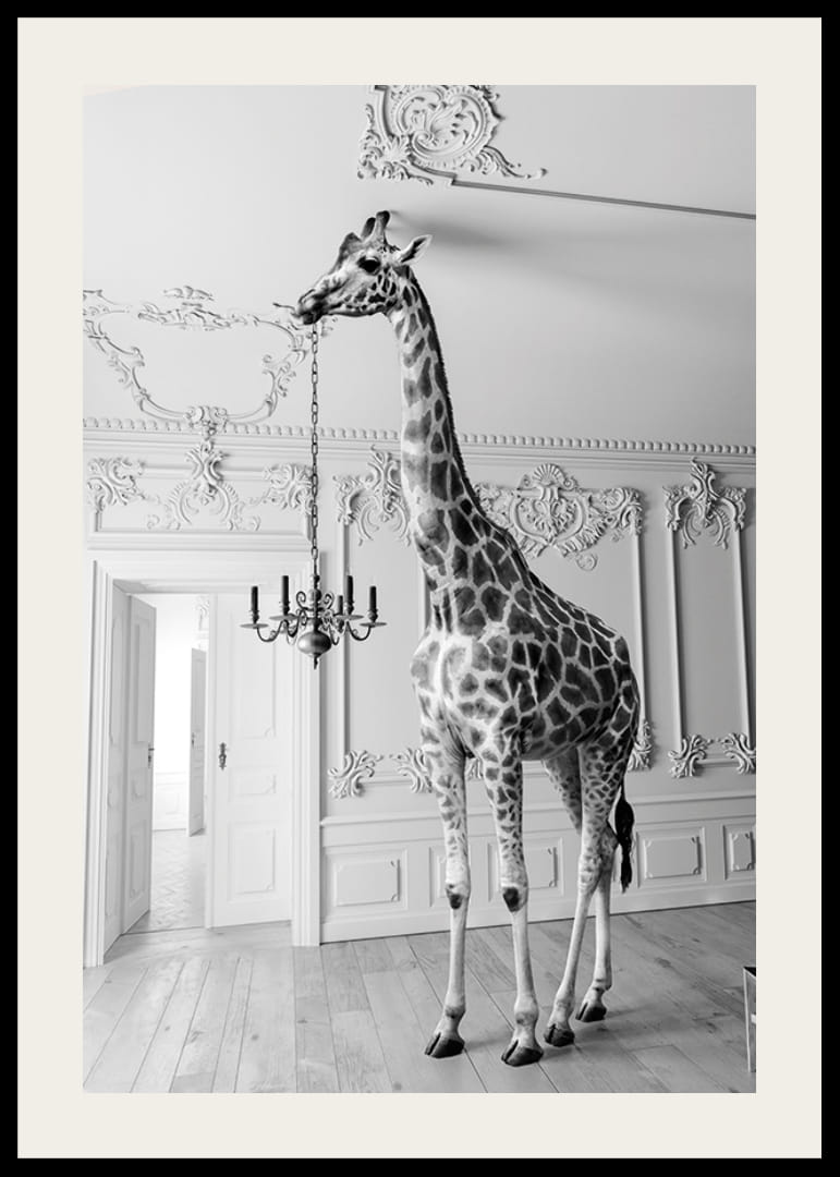 Czarno-białe zdjęcie żyrafy w eleganckim salonie-12