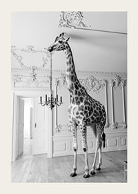 Black and white photograph of a giraffe in an elegant living room-3