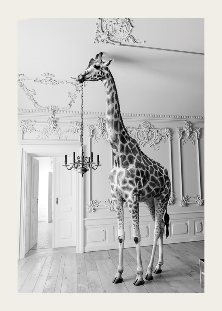 Black and white photograph of a giraffe in an elegant living room-12