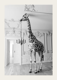 Czarno-białe zdjęcie żyrafy w eleganckim salonie-3
