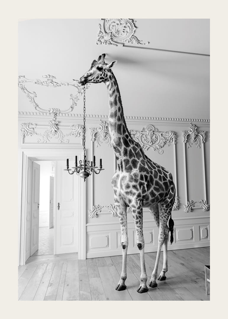 Czarno-białe zdjęcie żyrafy w eleganckim salonie-12