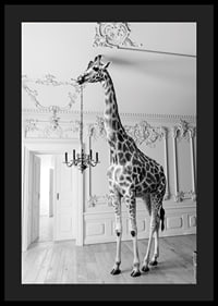 Black and white photograph of a giraffe in an elegant living room-4
