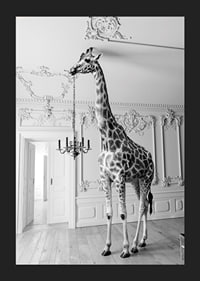 Black and white photograph of a giraffe in an elegant living room-5