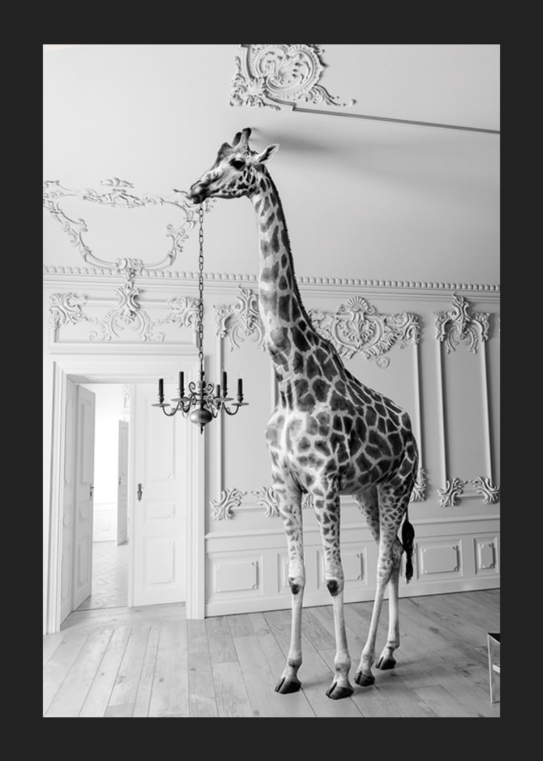 Black and white photograph of a giraffe in an elegant living room-12