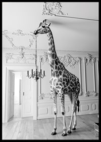 Black and white photograph of a giraffe in an elegant living room-6