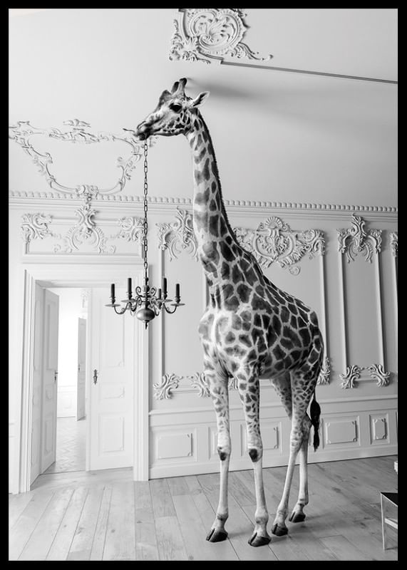 Giraffe Indoor B&W-12