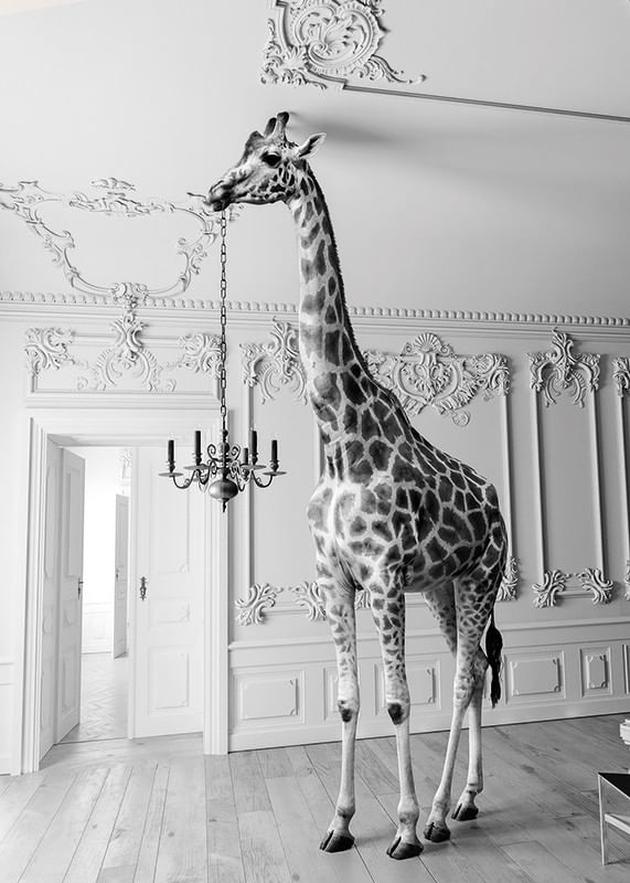 Giraffe Indoor B&W-12