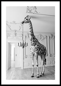 Black and white photograph of a giraffe in an elegant living room-0