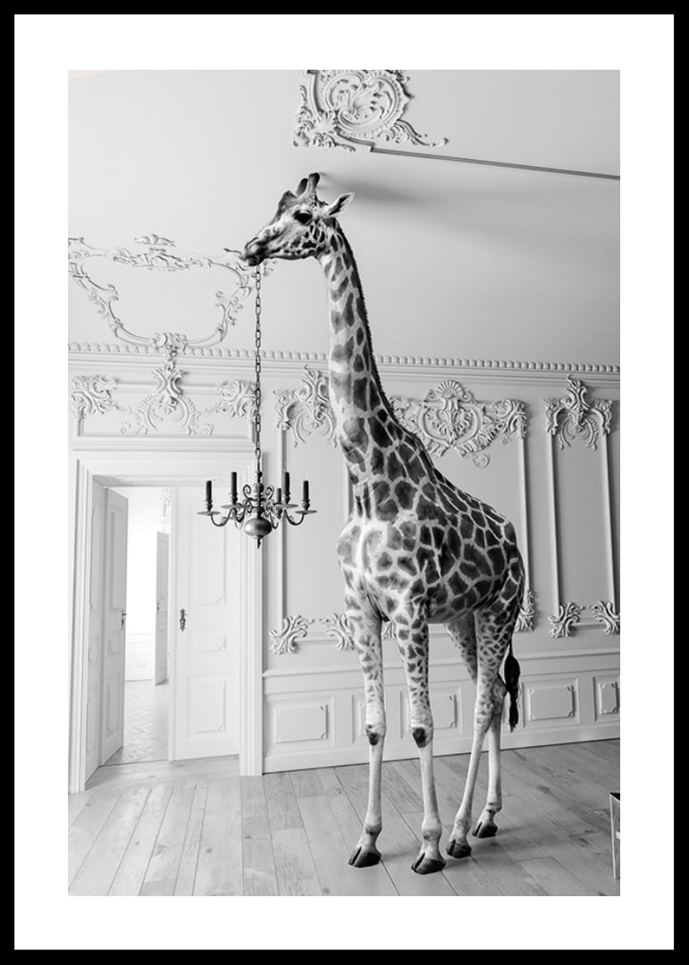 Black and white photograph of a giraffe in an elegant living room-12