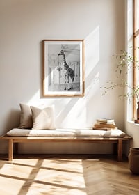 Black and white photograph of a giraffe in an elegant living room-8