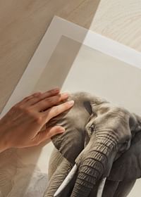Elephant Matriarch-5