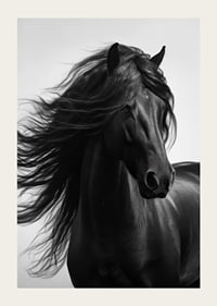 Black and white close-up of black horse with fluttering mane-3