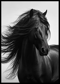 Black and white close-up of black horse with fluttering mane-6