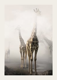 Fotokonst med flera giraffer som sticker upp genom dimma-3