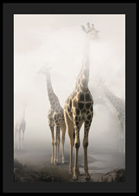 Fotokonst med flera giraffer som sticker upp genom dimma-4