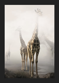 Fotokonst med flera giraffer som sticker upp genom dimma-5